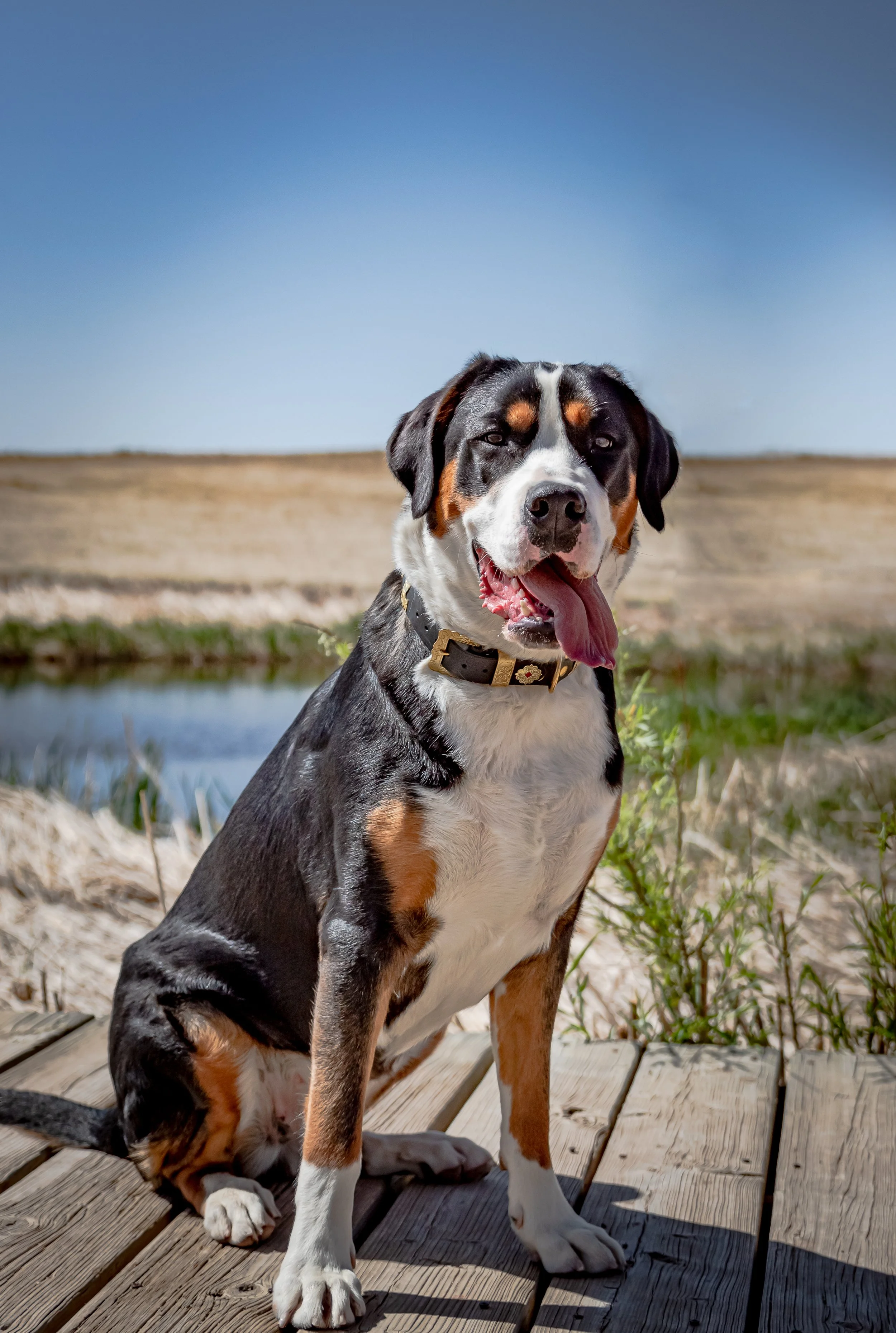 Frost — Pine Grove Greater Swiss Mountain Dogs